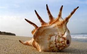 Обои Морская ракушка: Пляж, Песок, Море, Раковина, Природа