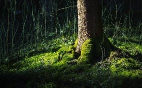 Обои Мох на дереве: Лес, Мох, Дерево, Природа