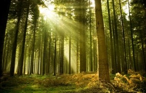 Обои Солнце в лесу: Лес, Деревья, Вечер, Лучи, Лето, Природа