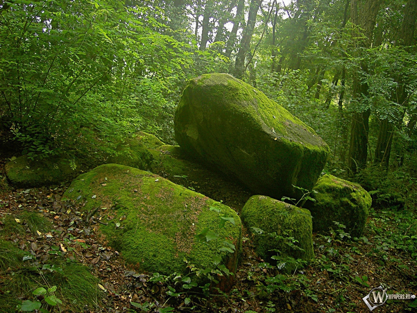 Лес Камни Фото