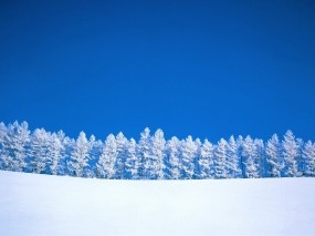 Обои Зимний пейзаж: Зима, Деревья, Небо, Елка, Природа