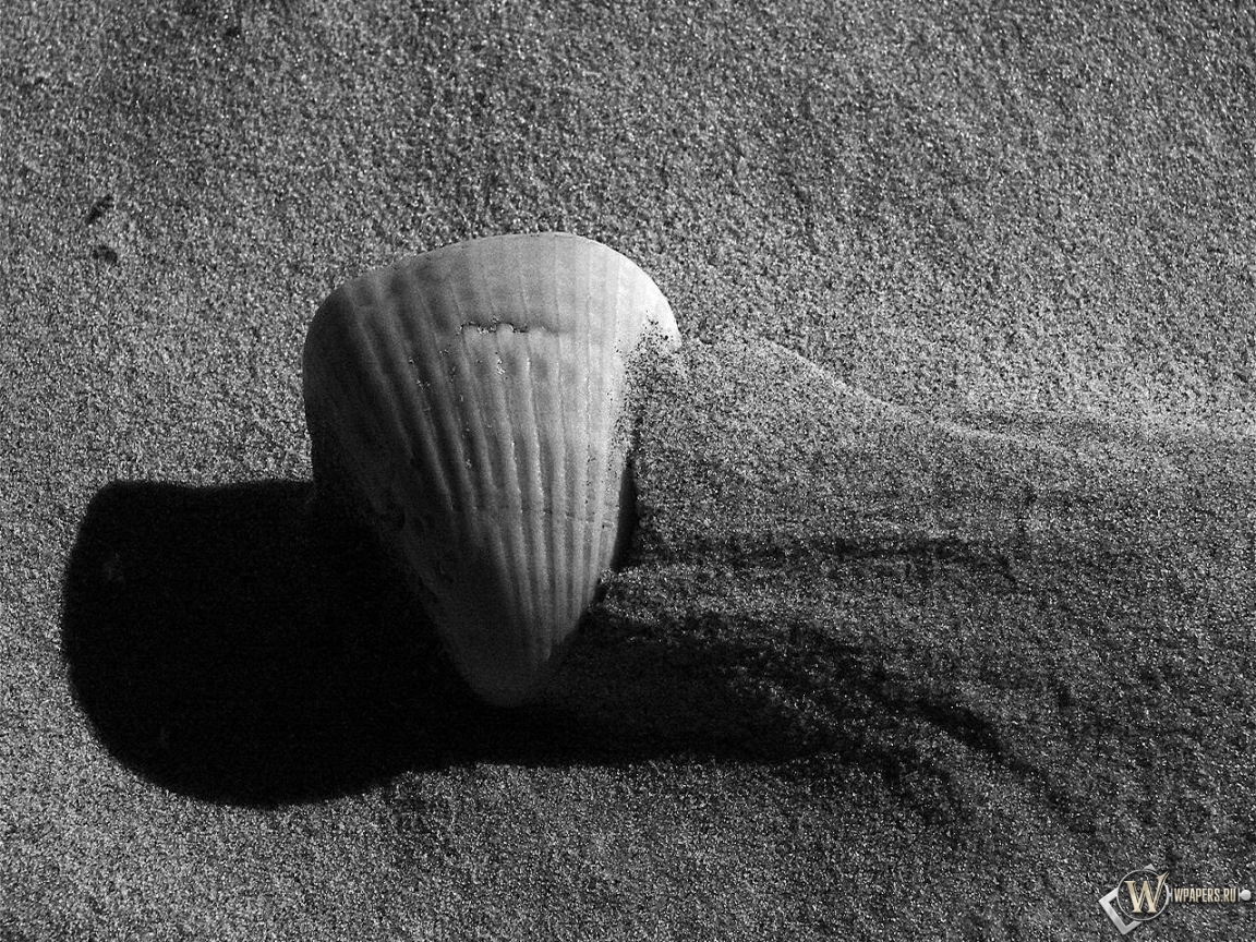 Ракушка на песке 1152x864