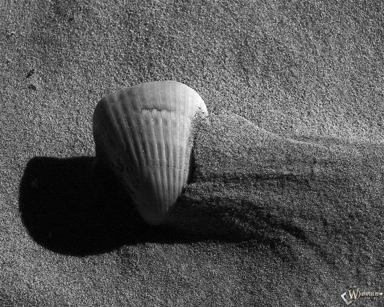 Ракушка на песке 1280x1024