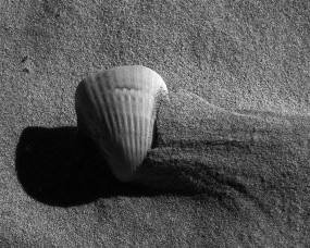 Обои Ракушка на песке: Песок, Ракушка, Природа