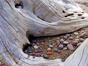 Обои Камни под корнями: Песок, Камни, Дерево, Природа