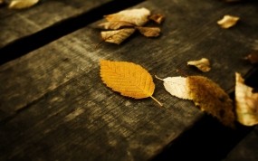 Обои Осенние листья: Осень, Листья, Желтый, Природа