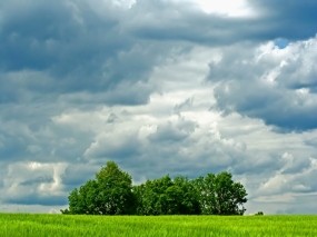 Обои Field trees: Облака, Деревья, Поле, Природа