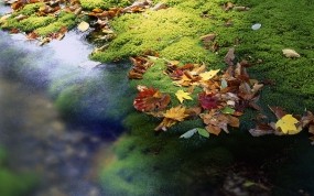 Обои ОСень в Японии: Осень, Япония, Листья, Ручей, Природа
