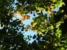 Обои Под пологом леса: Небо, Листья, Ветки, Природа