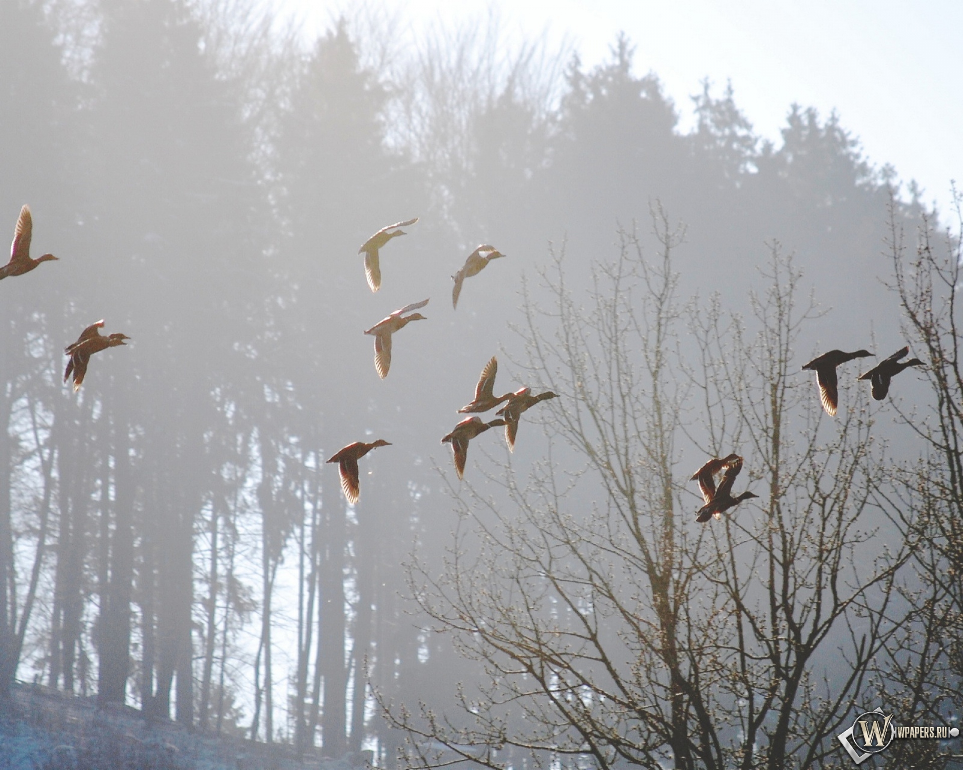 Птицы летающие зимой. Стая птиц. Птицы в весеннем лесу.