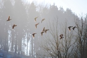 Обои Весна: Туман, Утро, Весна, Птицы, Прочие пейзажи
