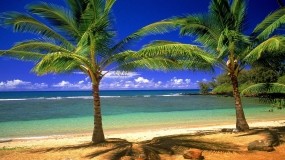 Обои Гавайские острова: Пальмы, Пляж, Море, Остров, Природа