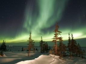 Обои Северное сияние: Снег, Деревья, Ночь, Природа
