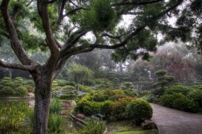 Обои Японский сад: Деревья, Сад, Япония, Прочие пейзажи
