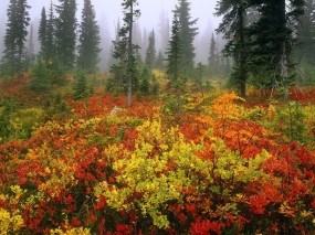 Обои осенняя опушка: Лес, Туман, Осень, Опушка, Осень
