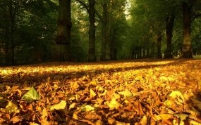 Обои опавшие листья: Природа, Осень, Осень