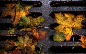 Обои Опавшая листва: Дорога, Макро, Листья, Люк, Осень