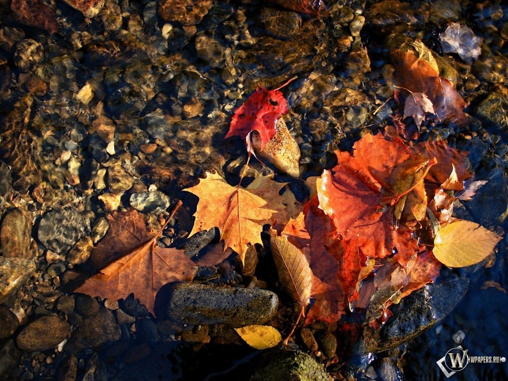красные листья в воде 1024x768