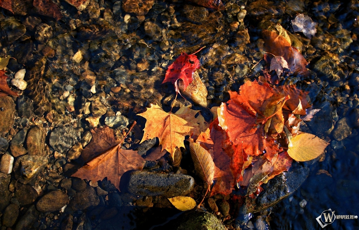 красные листья в воде 1200x768