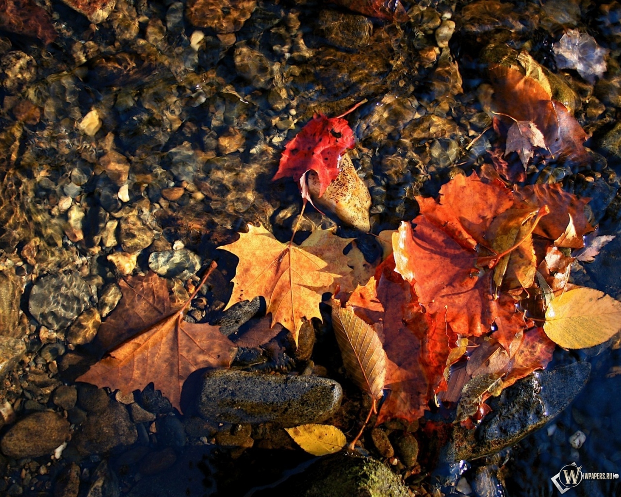 красные листья в воде 1280x1024