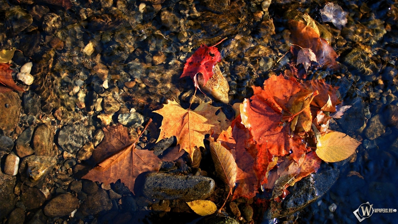 красные листья в воде 1280x720