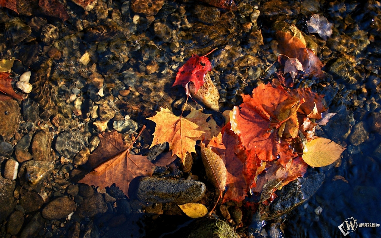 красные листья в воде 1280x800