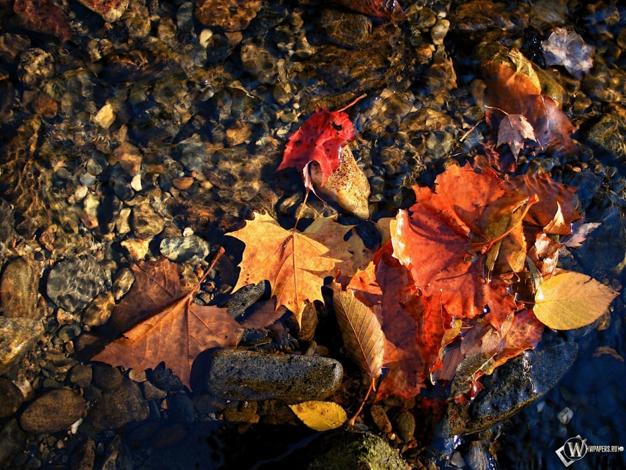 красные листья в воде 1280x960