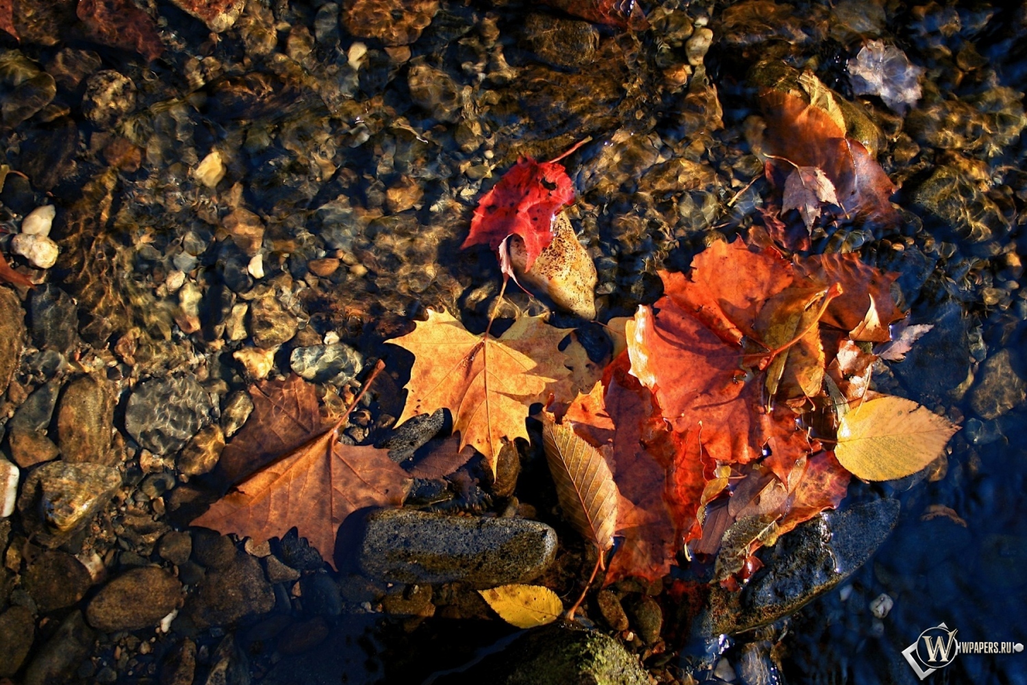 красные листья в воде 1500x1000
