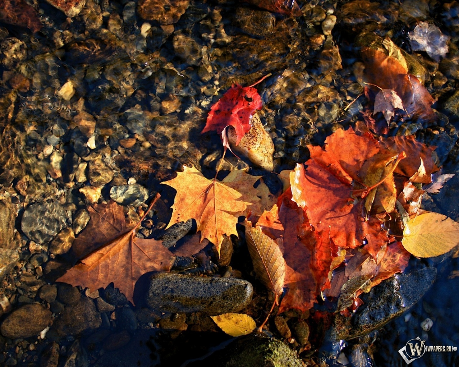 красные листья в воде 1600x1280