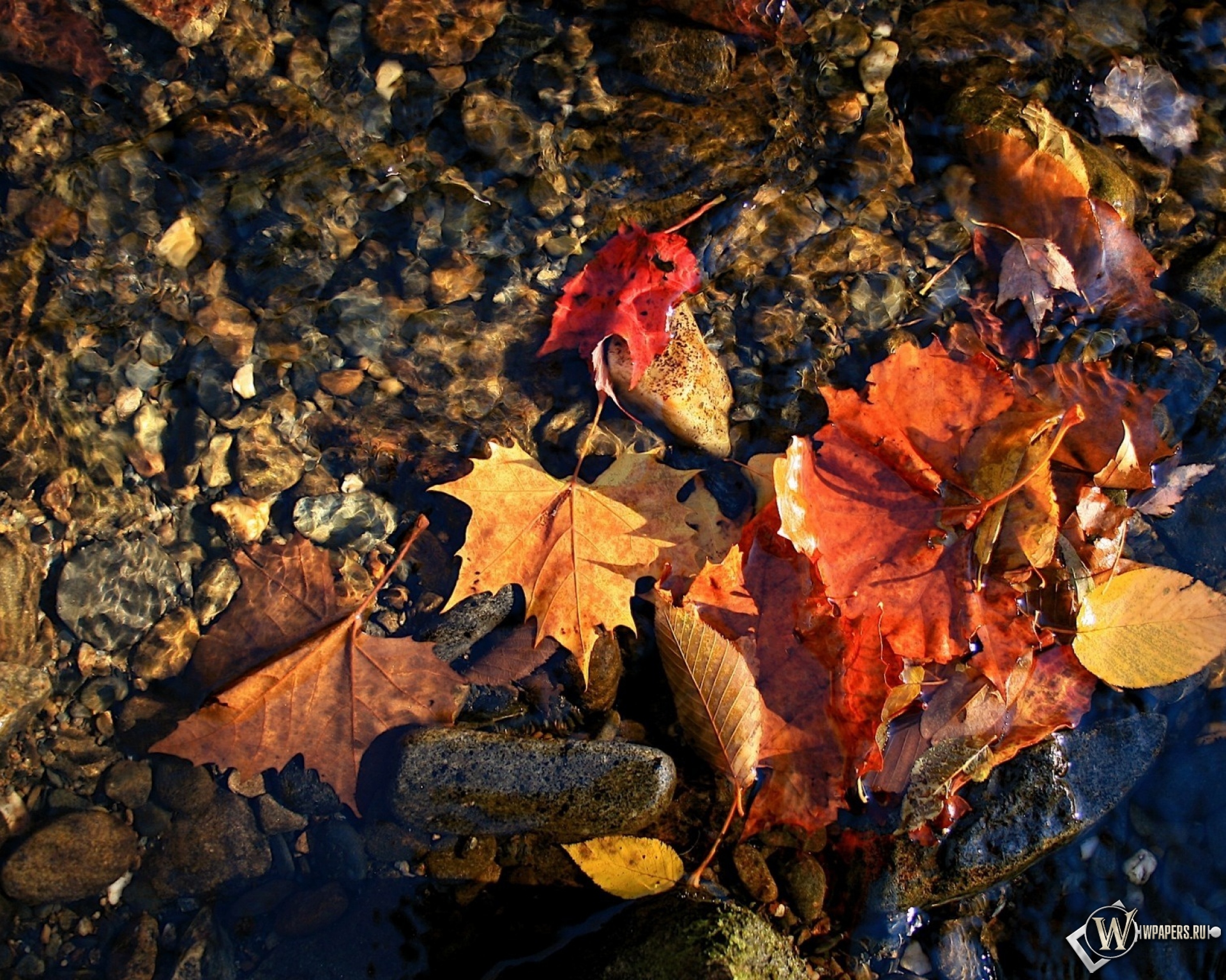 красные листья в воде 1920x1536