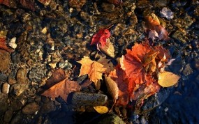 Обои красные листья в воде: Вода, Осень, Макро, Листья, Осень