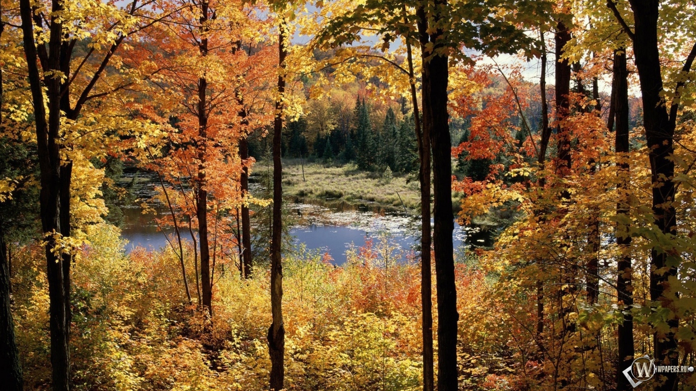 Осенний пейзаж 1366x768
