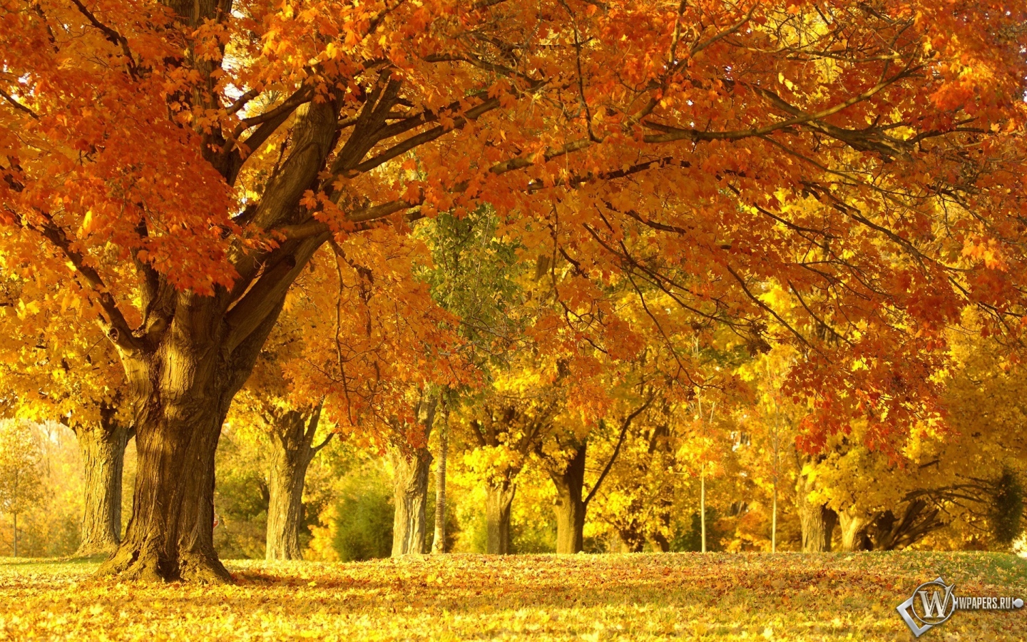 Осенняя аллея 1440x900