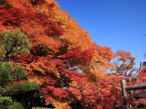 Обои Японская осень: Деревья, Осень, Небо, Япония, Листья, Осень