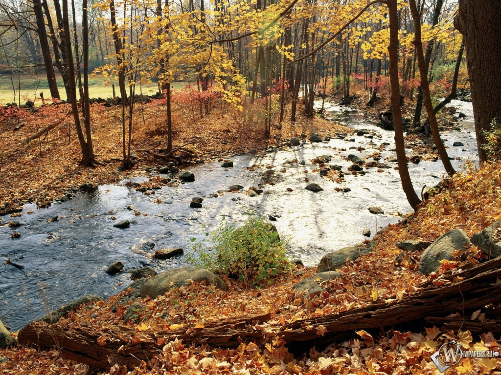 Осенняя река в лесу 1024x768