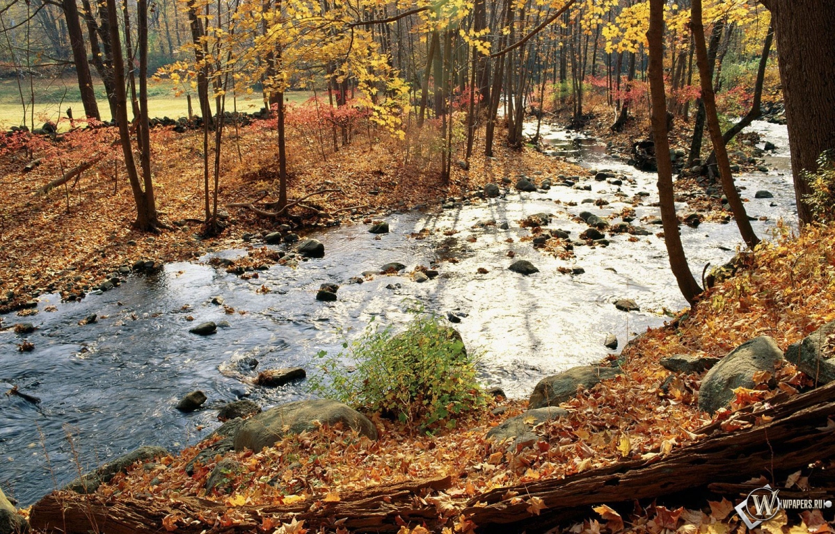 Осенняя река в лесу 1200x768