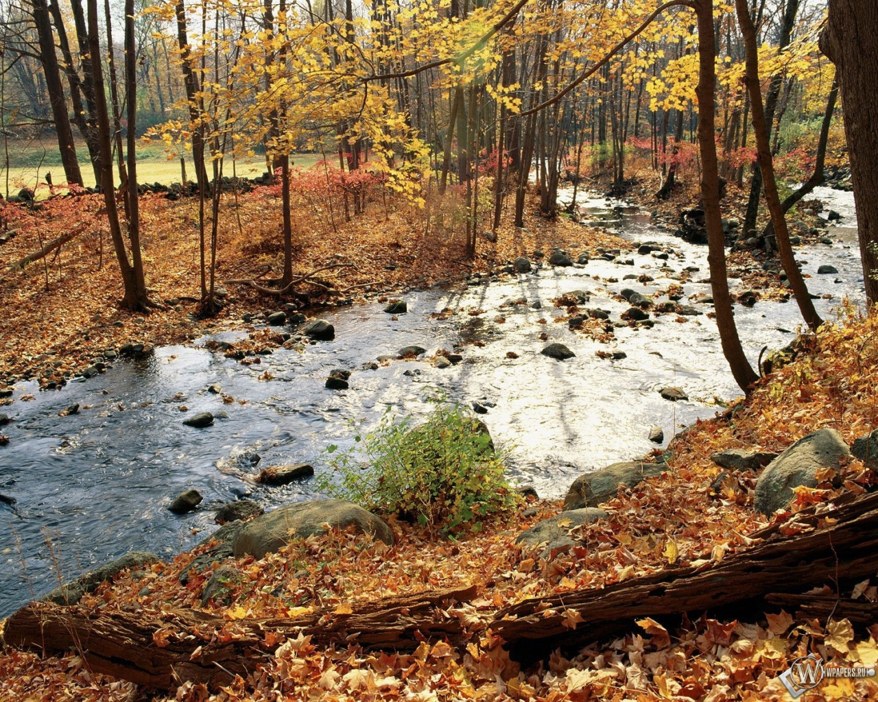 Осенняя река в лесу 1280x1024