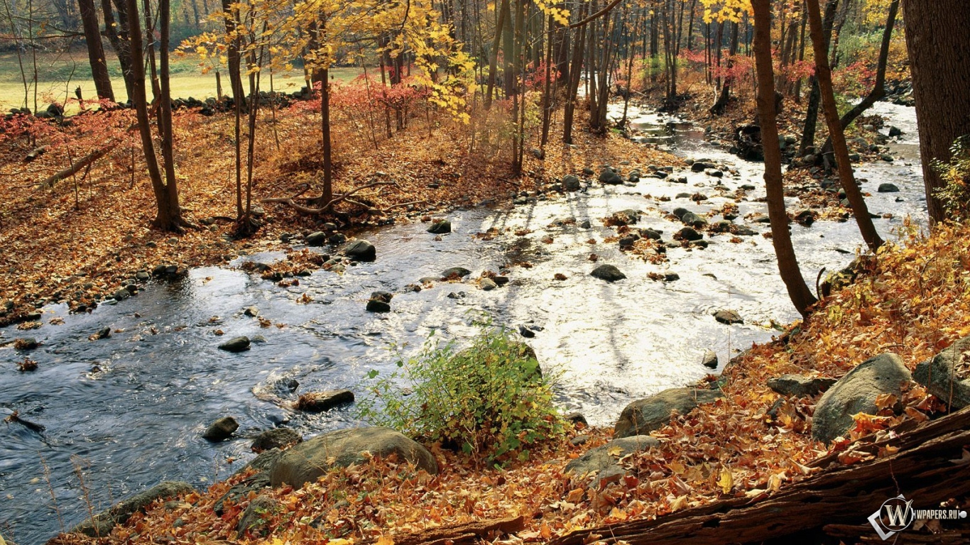 Осенняя река в лесу 1366x768