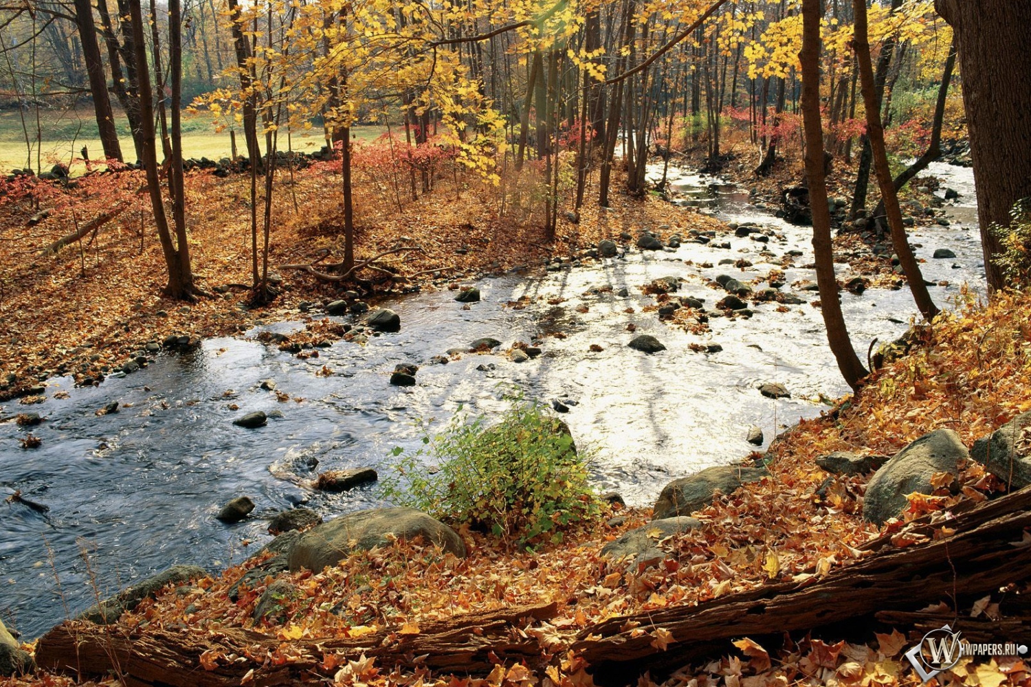 Осенняя река в лесу 1500x1000