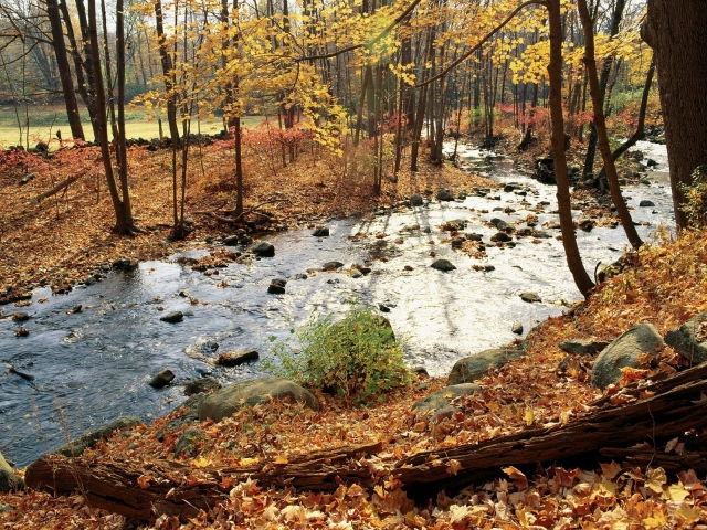 Осенняя река в лесу