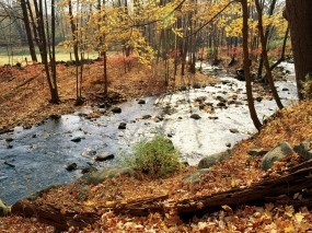 Обои Осенняя река в лесу: Река, Осень, Листья, Осень