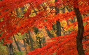 Обои Японская осень: Осень, Дерево, Япония, Осень