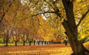 Обои Осенняя аллея: Осень, Дерево, Трава, Листья, Осень