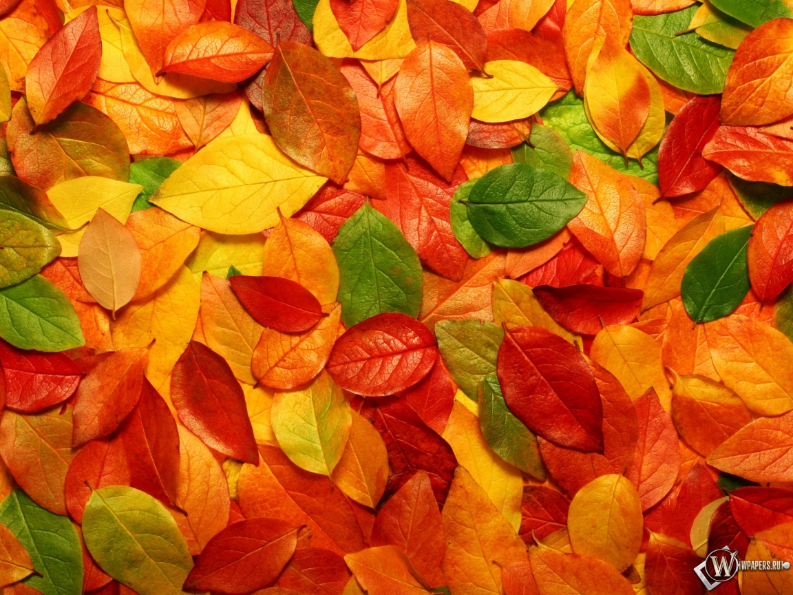 Осенние листья 1152x864