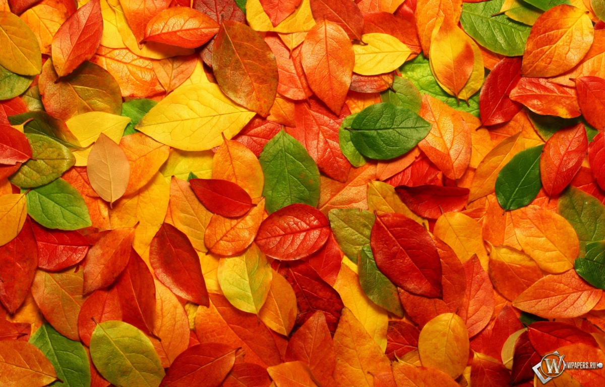 Осенние листья 1200x768