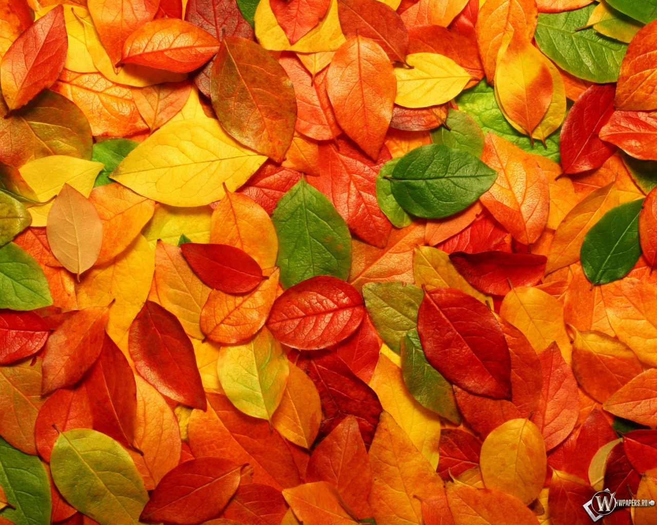 Осенние листья 1280x1024
