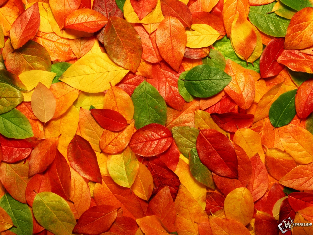 Осенние листья 1280x960