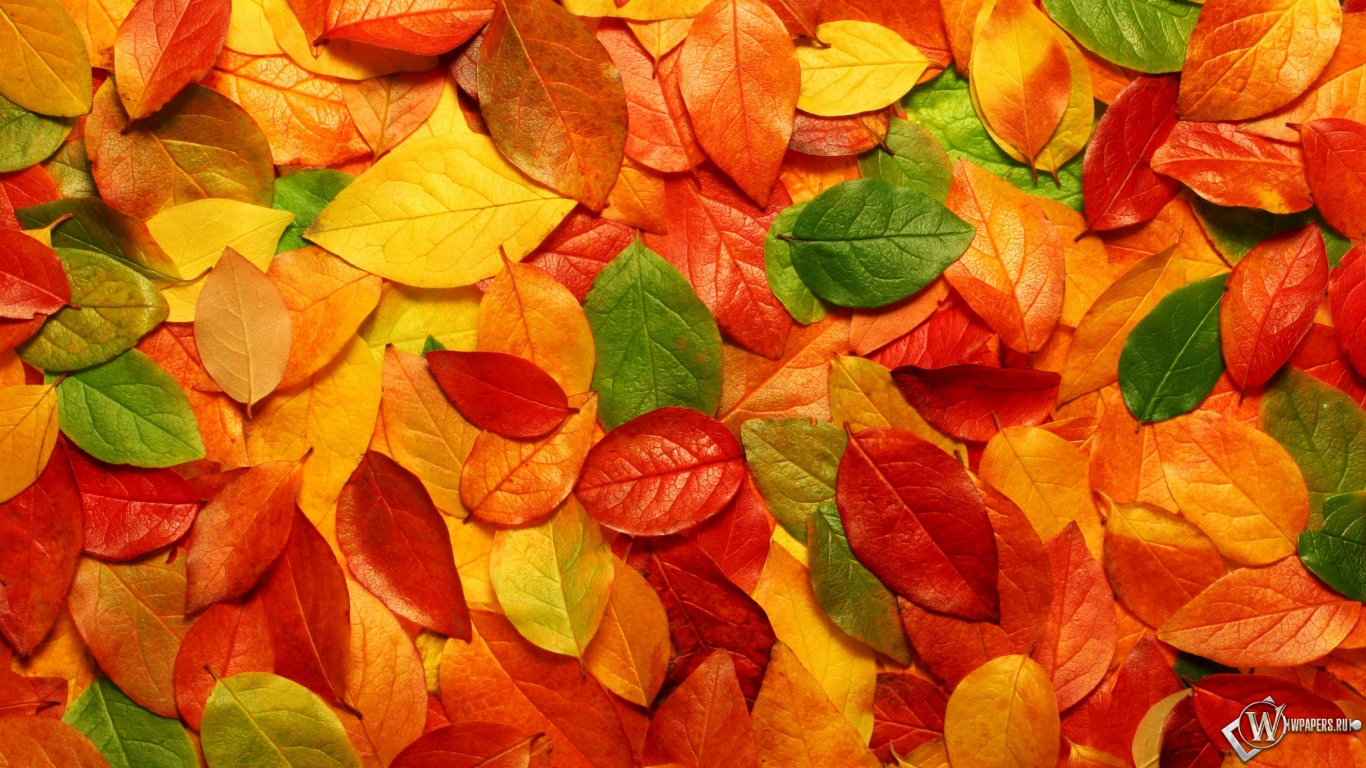 Осенние листья 1366x768