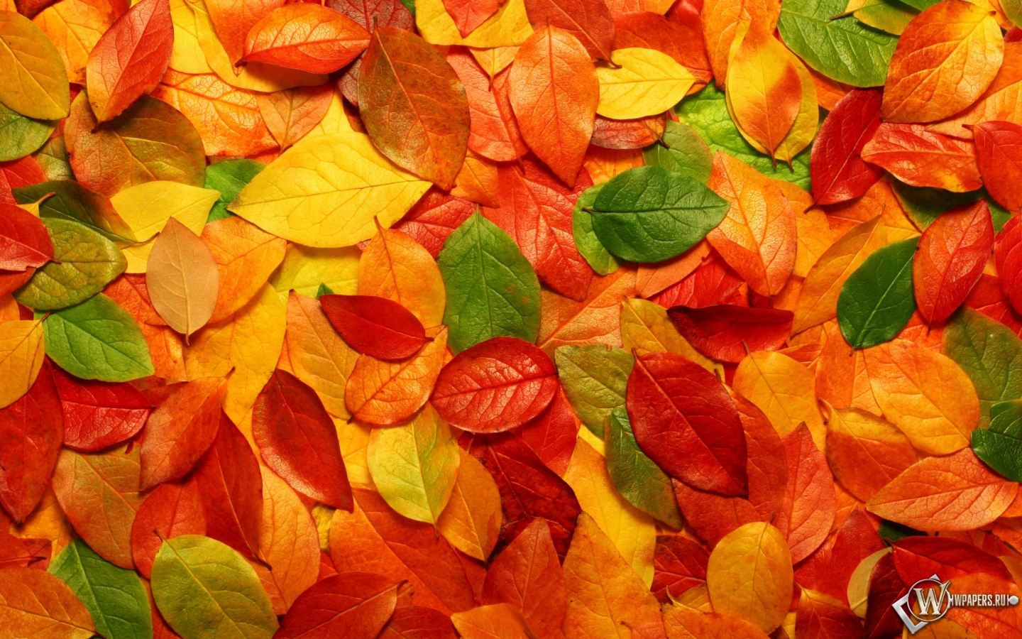 Осенние листья 1440x900