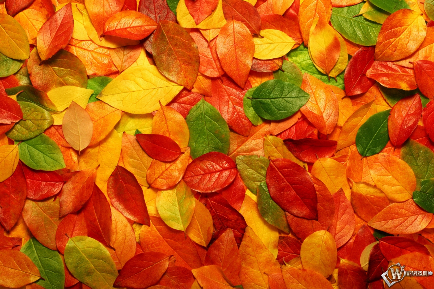 Осенние листья 1500x1000